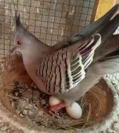 Crested  Dove  Pairs       کرسٹڈ  ڈوو  جوڑے