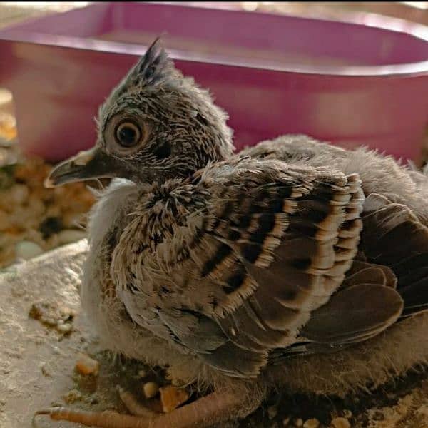 Crested  Dove  Pairs       کرسٹڈ  ڈوو  جوڑے 2