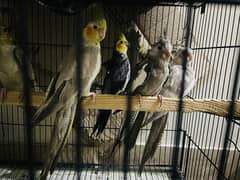 Cockatiels Breeding Pair For Sale