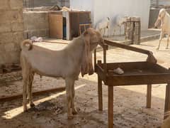 Ghulabi breader