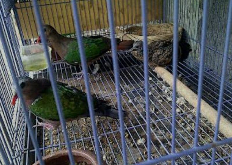 Emerald Dove Breeder Pair  ایمیرالڈ  ڈوو بریڈر جوڑا 2