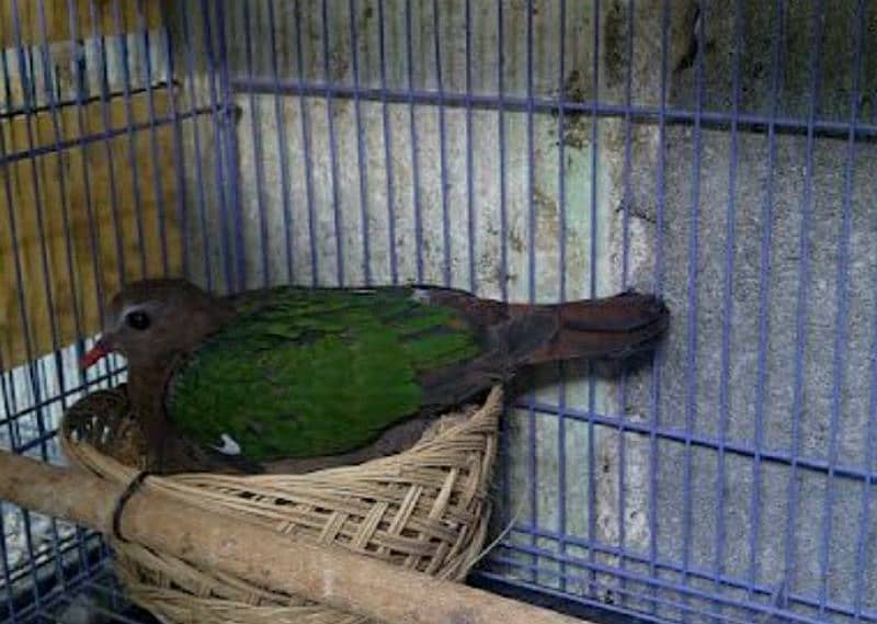 Emerald Dove Breeder Pair  ایمیرالڈ  ڈوو بریڈر جوڑا 0