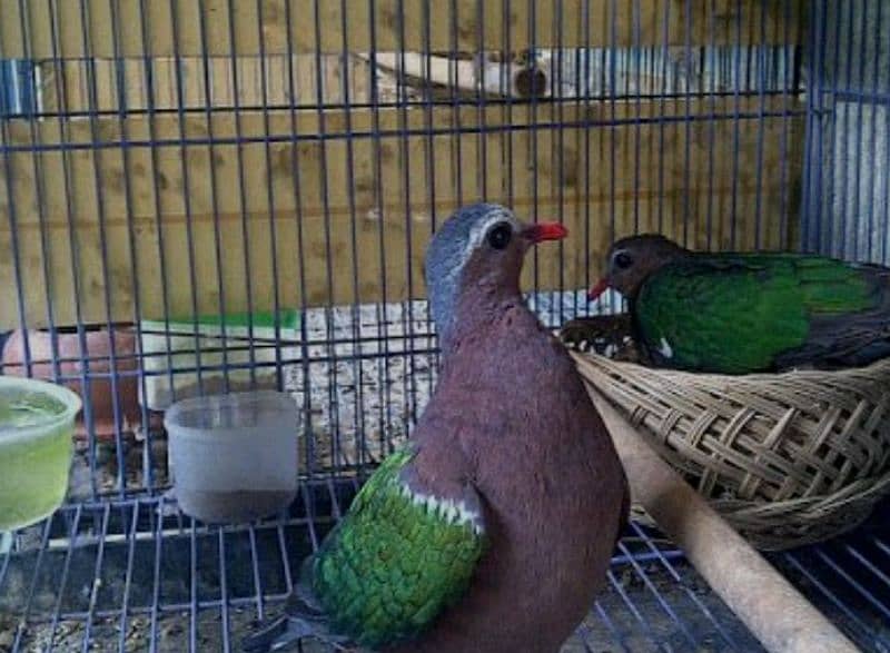 Emerald Dove Breeder Pair  ایمیرالڈ  ڈوو بریڈر جوڑا 1