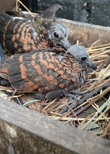 Emerald Dove Breeder Pair  ایمیرالڈ  ڈوو بریڈر جوڑا 3