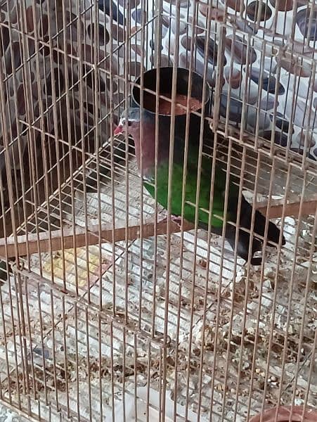 Emerald Dove Breeder Pair  ایمیرالڈ  ڈوو بریڈر جوڑا 5