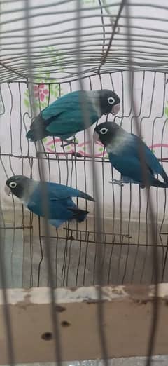 Blue Personata love Birds