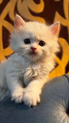 Triple coat Persian Kitten Available