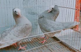 Silver mukhi breeder Pairs for Sale