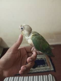 pineapple blue Cenimum conure and green parrot chick bolnay wala toota