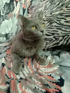 British shorthair cat urgent sell