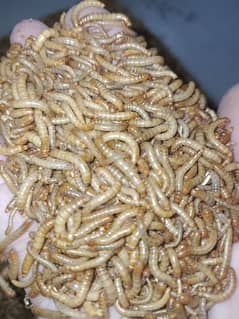Mealworms for sell