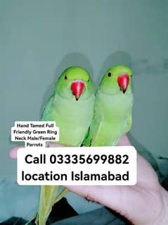 Single 5500 Hand Tamed Friendly Green Ring Neck Parrots Male/Female