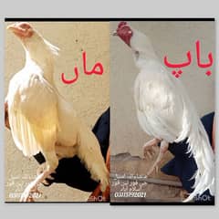 Heera Aseel Chicks 0