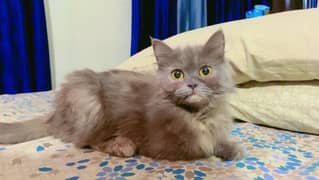 5 month old persian female