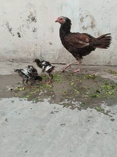 pure Aseel hen with 4 pure aseel chicks