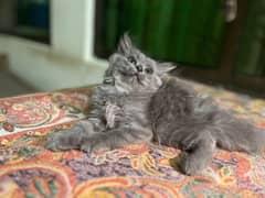 Quality grey Persian kitten