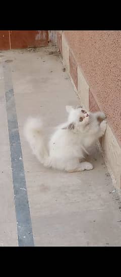 Persian catty for sale
