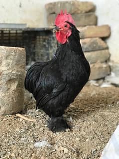 bantam