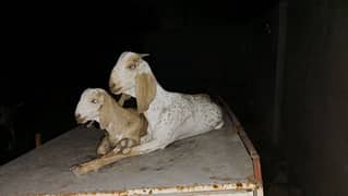 bakri