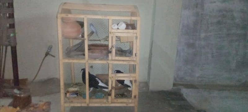 budgie parrot /sharzi pigeons (pairs) with cage 1