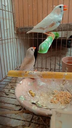 finches breeder pair