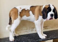 RARE HIGH BLOODLINE SAINT BERNARD PUPPY FOR SALE