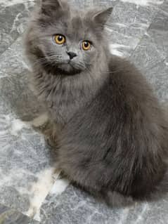 Persian male cat grey colour