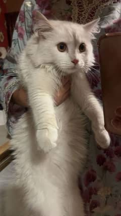 Persian white cat for sale . vaccinated. playful cat .