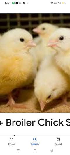 Broiler- Mini Poultry Farm Ghar per.