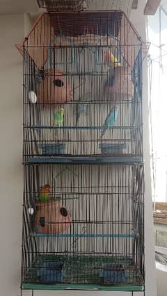 birds 4 sale     (urgent sale) contact me