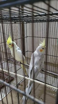 cockatiel