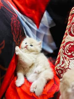 Persian kitten