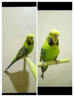 Exhibition Budgie