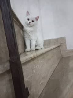 5 month kitten for sale