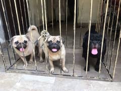 pug male available