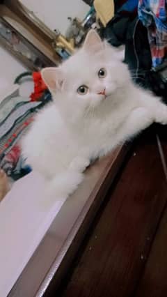 Persian kittens, male White, Final price is 8500