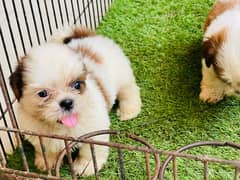 shihtzu female Puppy