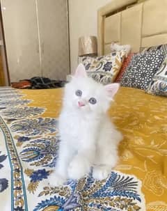 Persian cat triple coated