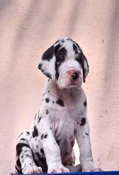 Great Dane harley quinn FCI pedigree puppies available