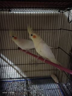 common white cockatiel