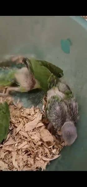 ringneck chicks for sale 1