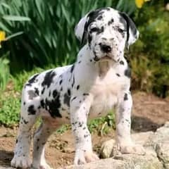 Great Dane harley quinn Imported puppies available in Pakistan FCI