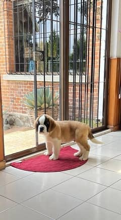 Saint Bernard puppies are available here