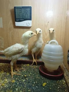 White shamo chicks available