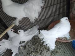 Fancy Lakka Pigeon For Home Breed For Sale In Lahore