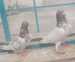 NS pigeon Gallery. . .