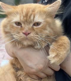 persian cat / persian kittens / cat for sale in Multan/ginger brown