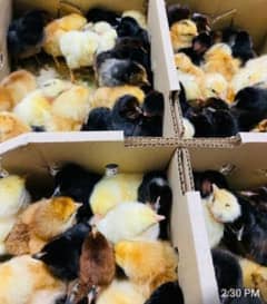 golden misri chicks one day available