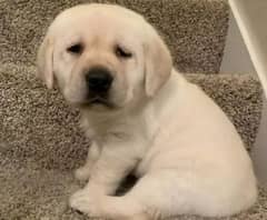 Labrador puppies 03700502245 0