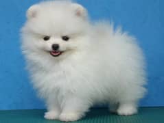 Pomeranian puppies 03700502245